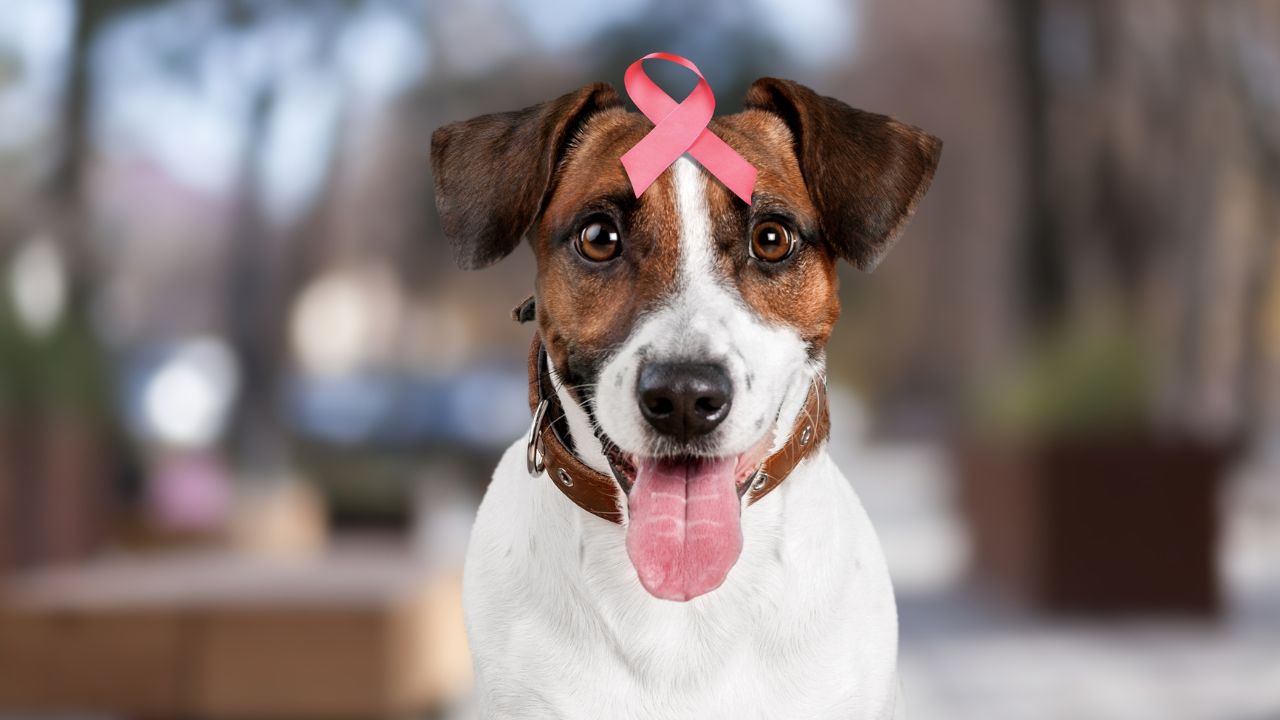 Entenda a importância do diagnóstico precoce para o câncer de mama em pets