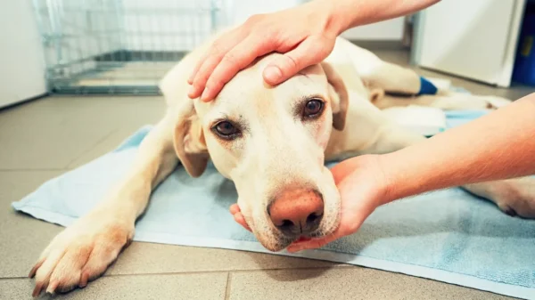 Veterinária elenca os cuidados que ajudam a garantir que os pets recebam o suporte adequado durante esse período desafiador