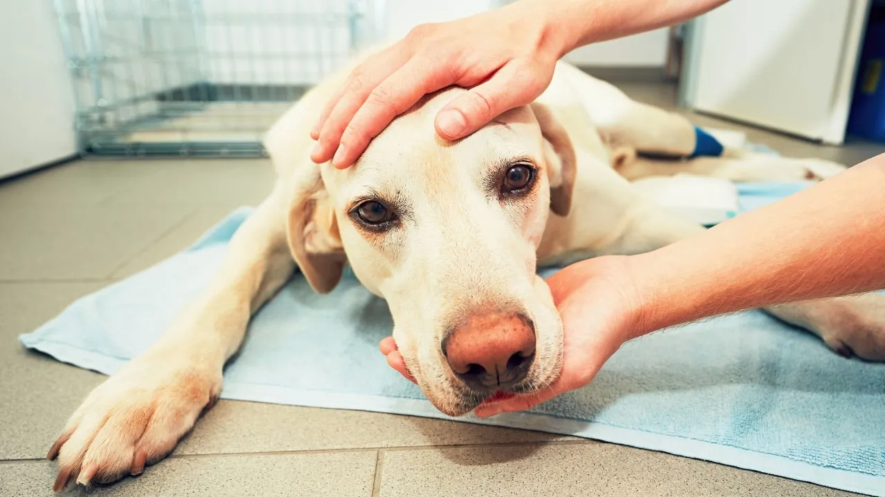 Veterinária elenca os cuidados que ajudam a garantir que os pets recebam o suporte adequado durante esse período desafiador