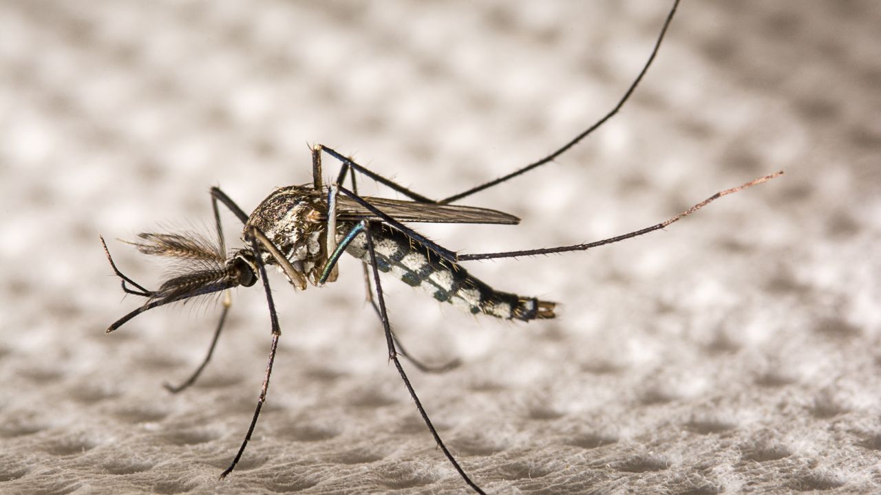 Confira como se preparar para espantar insetos, como mosquitos, formigas e baratas no lar durante os períodos de calor