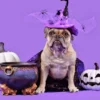 Veja formas de aproveitar o Halloween com os pets