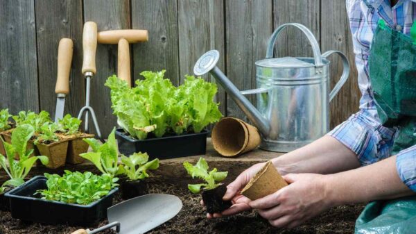 Especialista dá dicas de cuidados essenciais para cultivar sua própria horta em casa ou apartamento