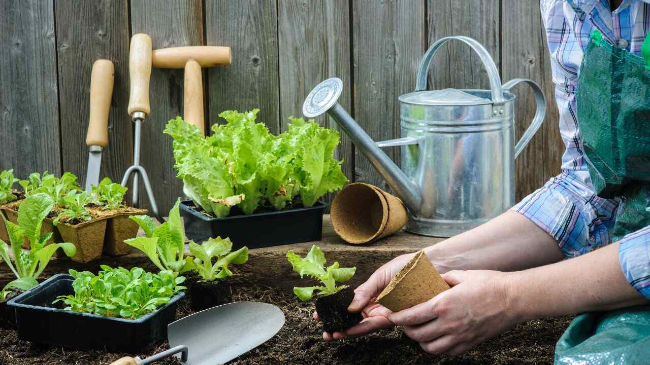 Especialista dá dicas de cuidados essenciais para cultivar sua própria horta em casa ou apartamento