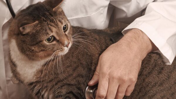 Alimentação balanceada e prática de atividade física são fundamentais para controlar o excesso de peso em cães e gatos