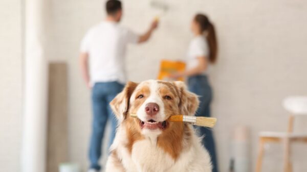 Em uma reforma em casa com pets, é preciso cuidar do cão ou gato para ele não ficar desconfortável