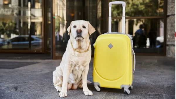 Veja como funciona o seguro de viagem para pets