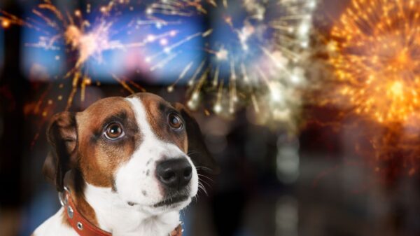 Veja como acalmar cão com medo de fogos de artifício