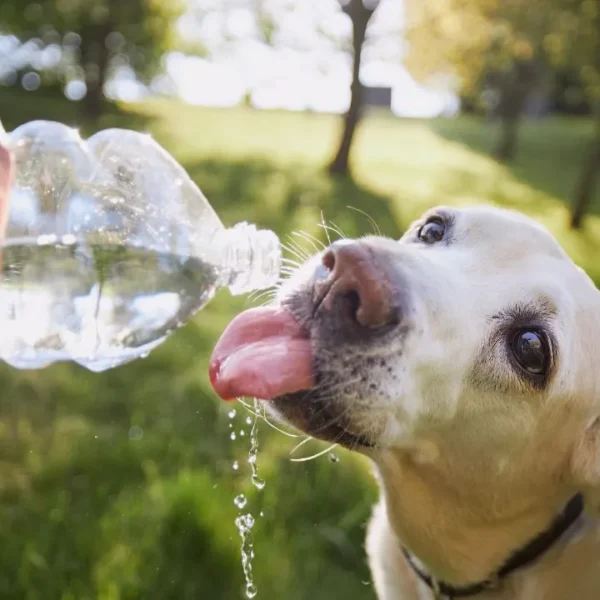 Cuidados com os animais são essenciais para evitar problemas de saúde causados pelo calor intenso