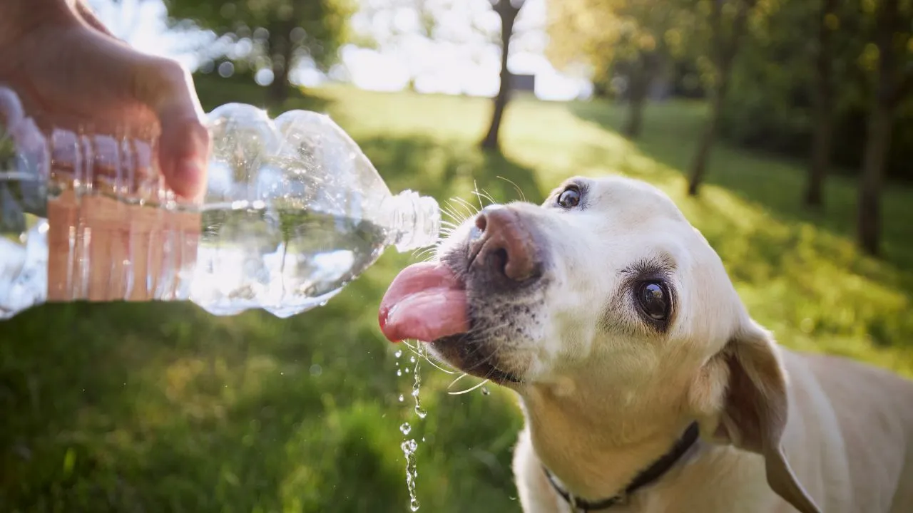 Cuidados com os animais são essenciais para evitar problemas de saúde causados pelo calor intenso