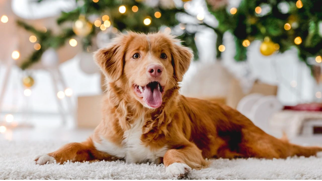 Veja como deve ser a alimentação dos pets no fim de ano