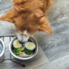 Você sabia que cães e gatos podem comer ovo?