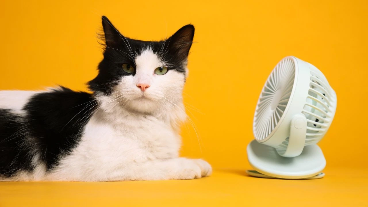 Confira os cuidados com os pets no calor que você deve tomar