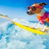 Descubra mitos e verdades sobre pets no verão