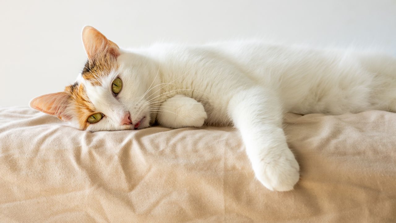 Descubra como saber se o gato está doente