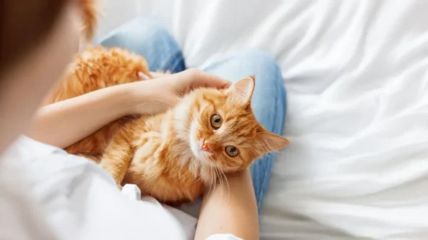 Gatos que são ativos durante a noite podem precisar de mais estímulos e atividades durante o dia para equilibrar sua energia