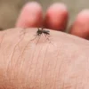 Dermatologista explica como evitar irritações e infecções causadas pela picada de mosquitos e outros insetos em dias mais quentes