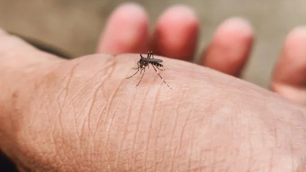 Dermatologista explica como evitar irritações e infecções causadas pela picada de mosquitos e outros insetos em dias mais quentes