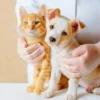 Especialista compartilha orientações sobre como fazer os primeiros socorros em pets e garantir a segurança de cães e gatos em casos de emergência