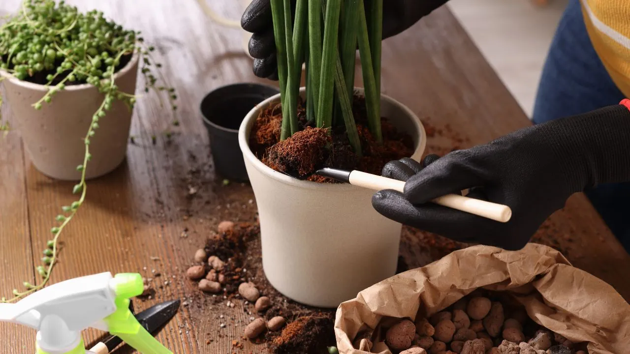 Especialista indica passos básicos para não errar na adubação de plantas cultivadas em vasos