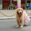 Veja como proteger os cães nos bloquinhos no Carnaval