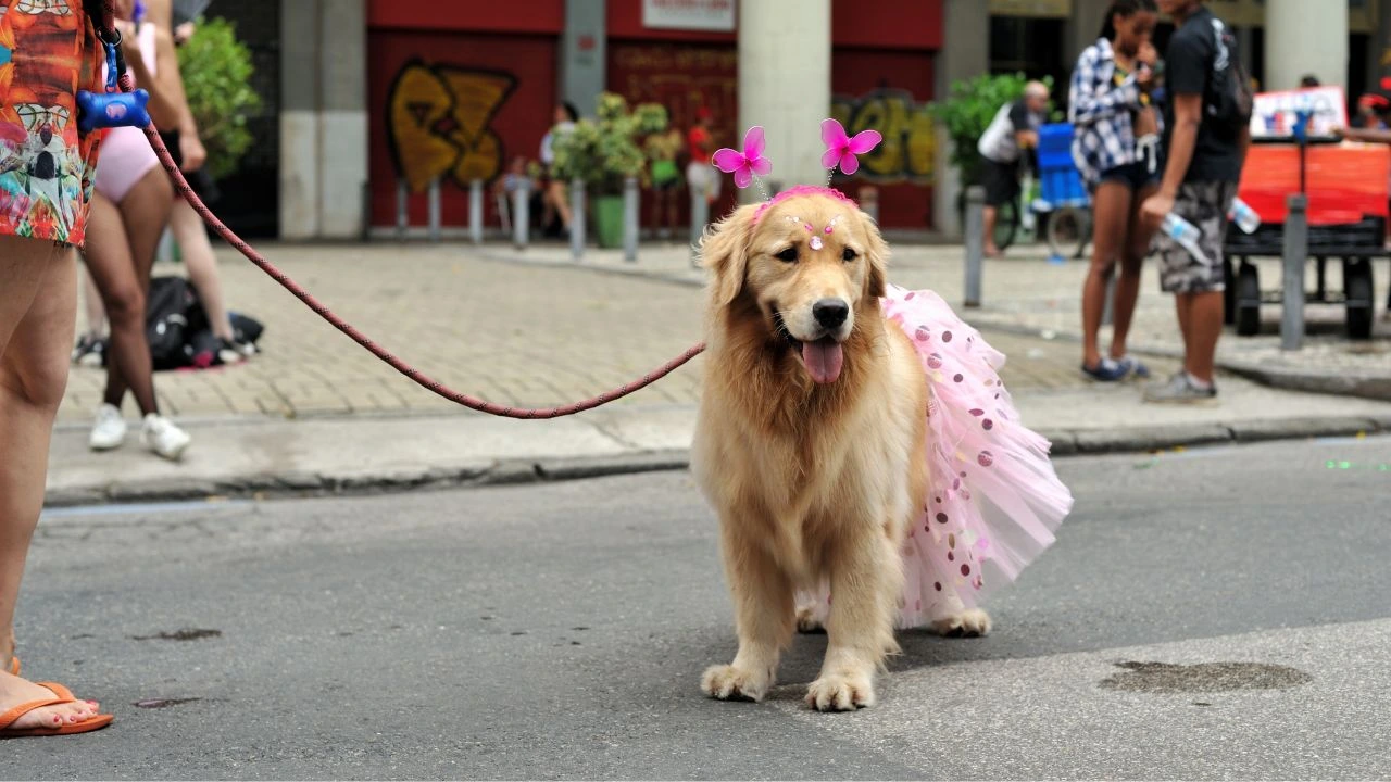 Veja como proteger os cães nos bloquinhos no Carnaval