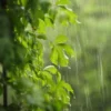 Veja como se proteger das chuvas de verão