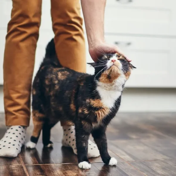 Médico-veterinário explica quais são as mensagens que estão por trás dos comportamentos mais comuns dos gatos