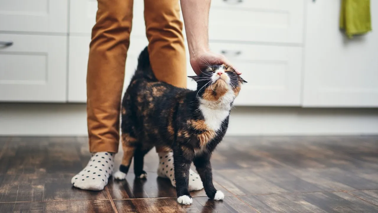 Médico-veterinário explica quais são as mensagens que estão por trás dos comportamentos mais comuns dos gatos