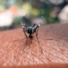 Especialista destaca principais dicas para prevenir e se proteger dos casos de dengue no verão