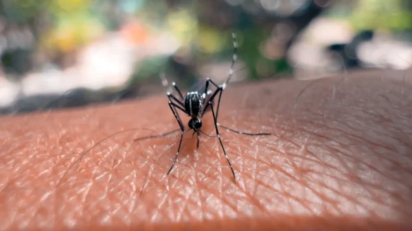 Especialista destaca principais dicas para prevenir e se proteger dos casos de dengue no verão