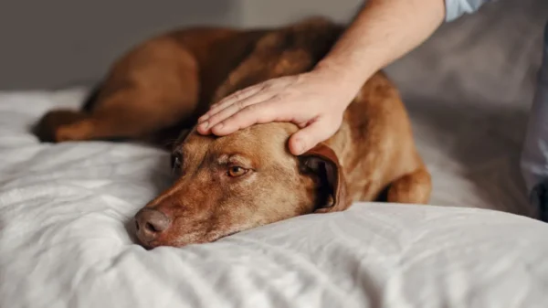 Médica-veterinária explica as causas e os sintomas da depressão em pets; veja o tratamento adequado