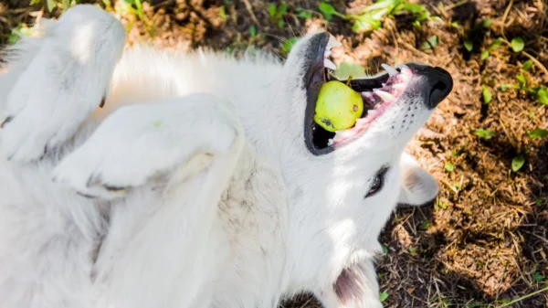 Saiba como prevenir o engasgo em cães