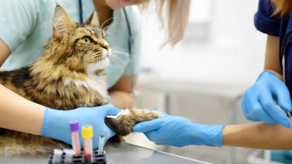 Saiba o que fazer em casos de gato com medo de veterinário