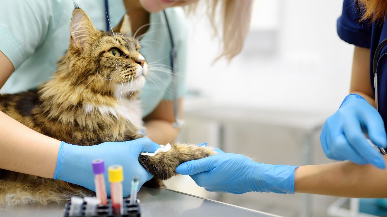 Saiba o que fazer em casos de gato com medo de veterinário