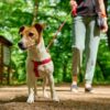 Saiba como cuidar dos pets durante o passeio com os cães