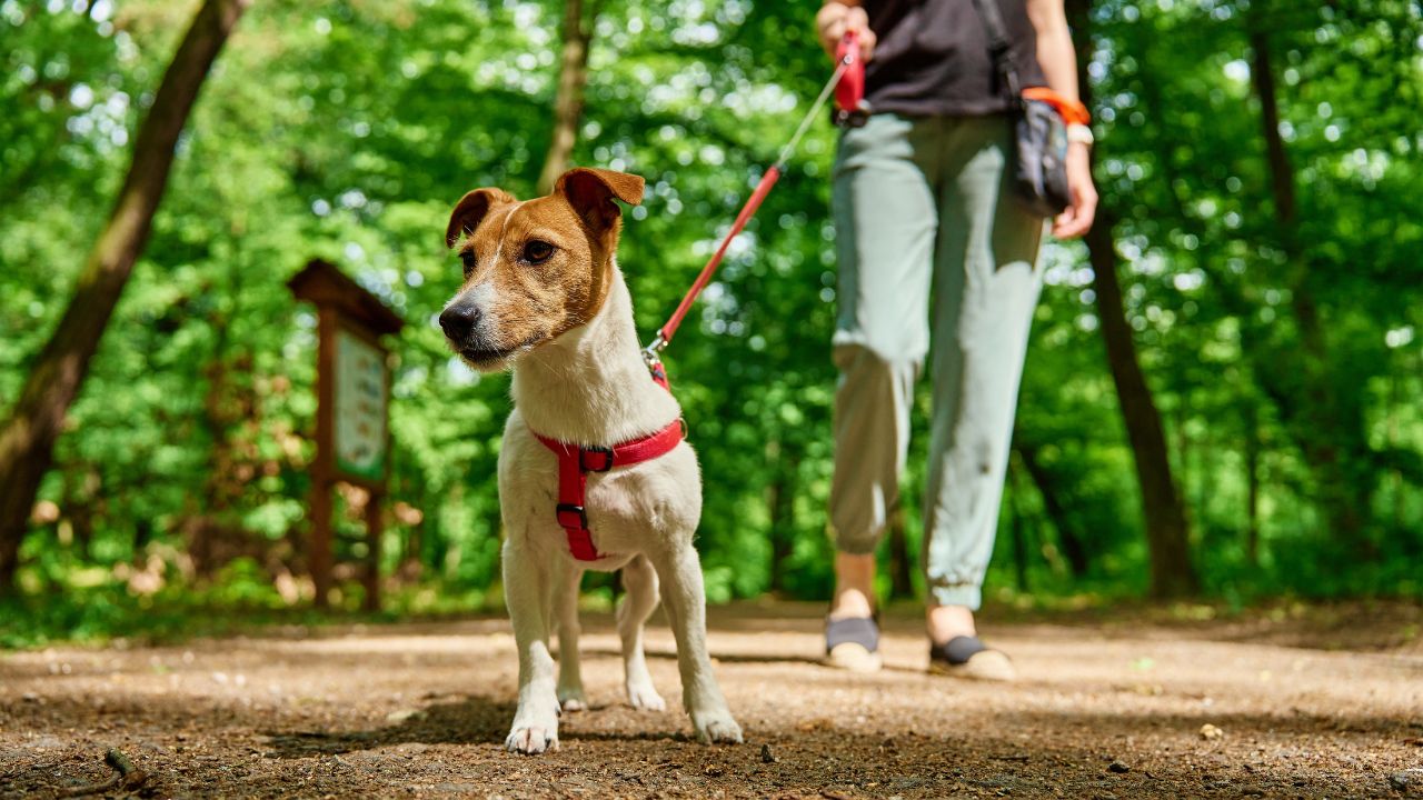 Saiba como cuidar dos pets durante o passeio com os cães