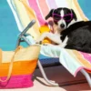 Especialista explica como garantir a saúde e o bem-estar dos pets durante as viagens com a família no verão