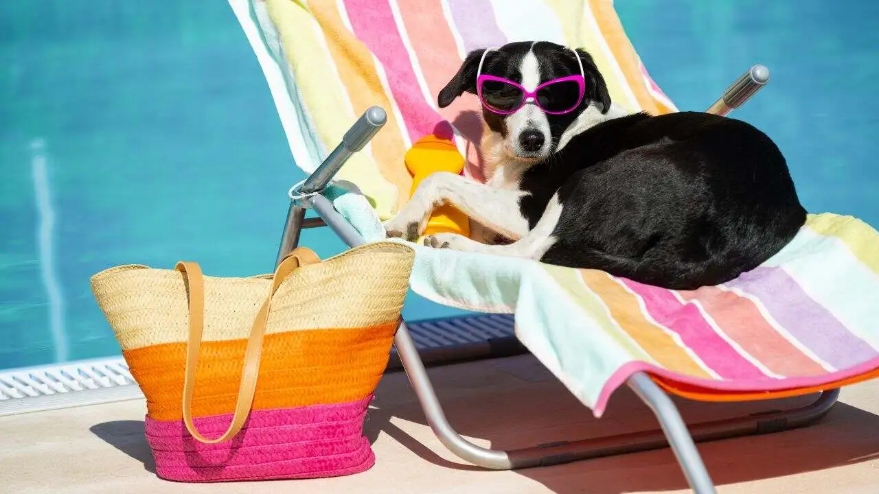 Especialista explica como garantir a saúde e o bem-estar dos pets durante as viagens com a família no verão