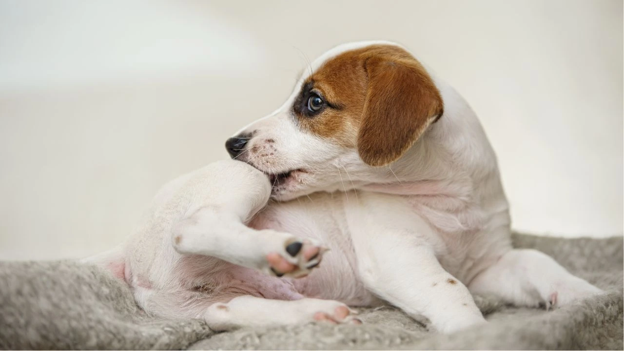 Saiba mais sobre alergias na pele em cães e gatos