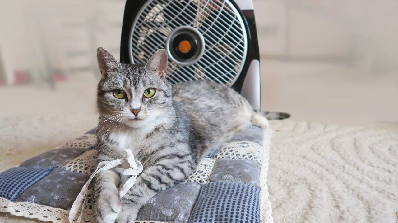 Mudanças no ambiente e cuidados diários são fundamentais para garantir que os gatos se sintam confortáveis no verão