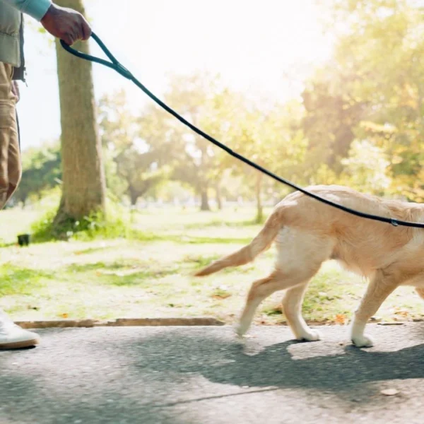 Veja como tornar o passeio com o cão mais produtivo