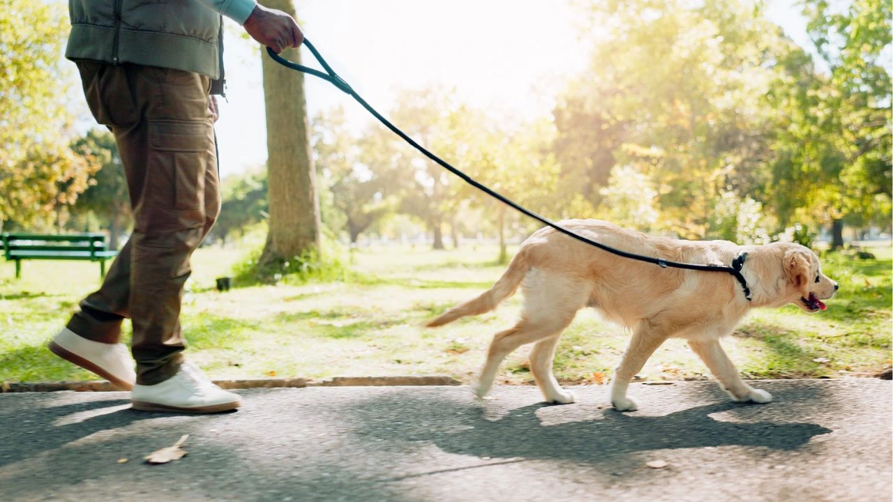 Veja como tornar o passeio com o cão mais produtivo