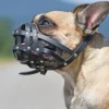 Especialista explica como garantir a boa convivência com animais em condomínios com dicas essenciais para harmonizar o ambiente e evitar conflitos