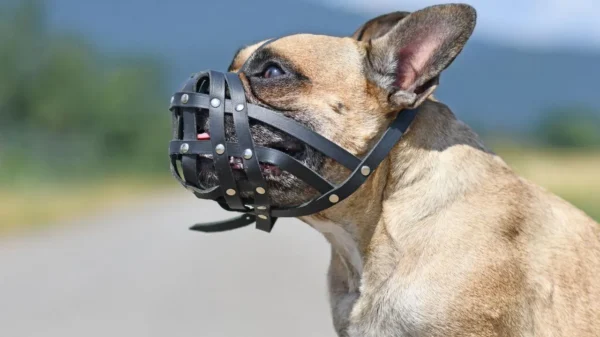 Especialista explica como garantir a boa convivência com animais em condomínios com dicas essenciais para harmonizar o ambiente e evitar conflitos