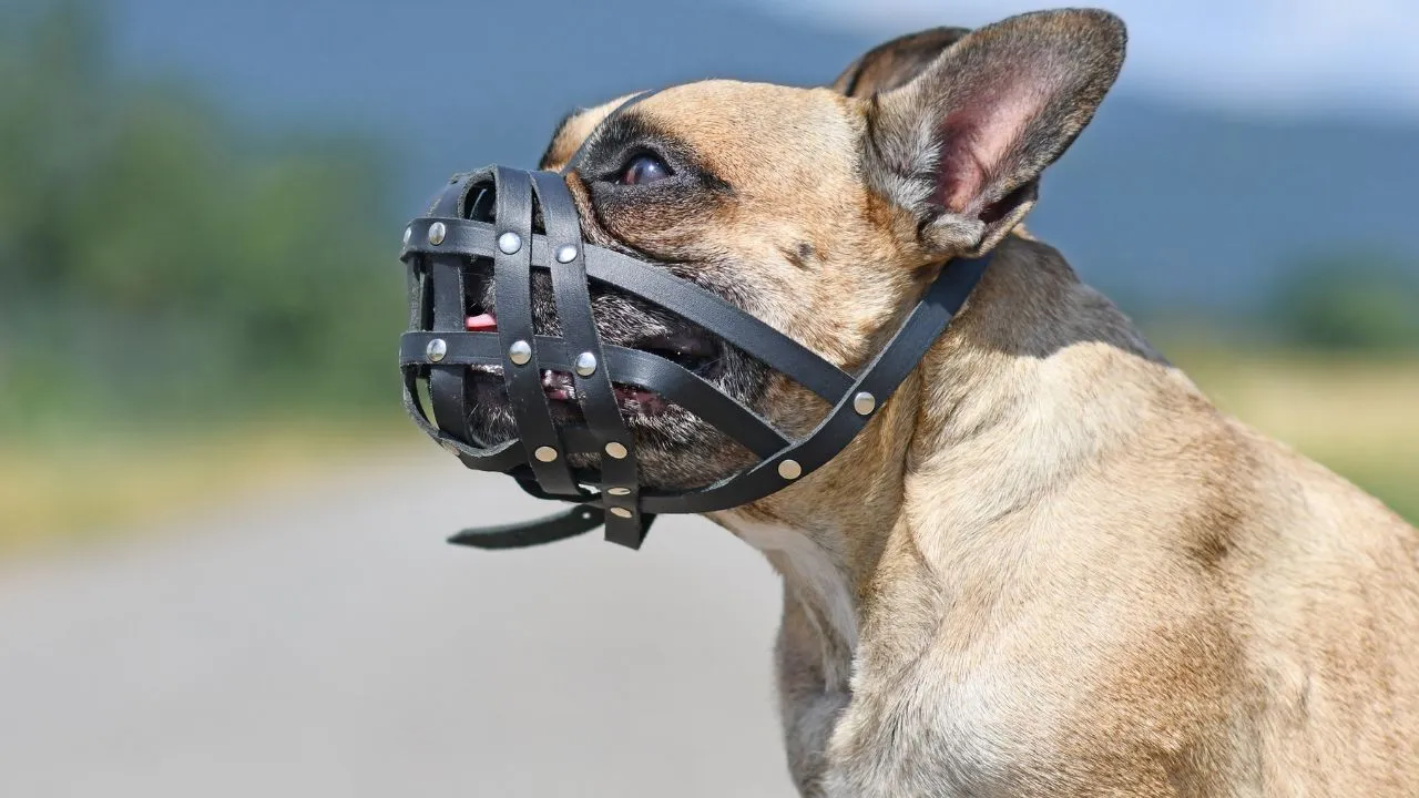 Especialista explica como garantir a boa convivência com animais em condomínios com dicas essenciais para harmonizar o ambiente e evitar conflitos