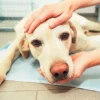 O câncer em pets é multifatorial e pode ser causado por fatores genéticos e ambientais, afetando cães e gatos em qualquer etapa da vida