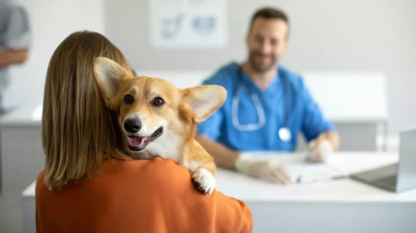 Cuidados preventivos ajudam a garantir mais qualidade de vida para os animais de estimação e tranquilidade para os tutores