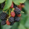 Especialista explica os cuidados fundamentais para plantar árvores frutíferas em vaso no seu jardim