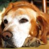 Veja os sinais das principais doenças silenciosas em cães