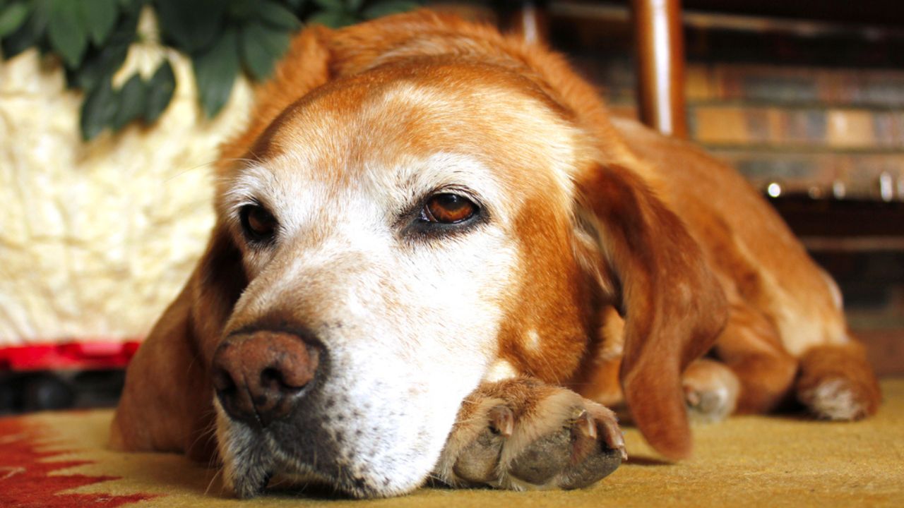 Veja os sinais das principais doenças silenciosas em cães